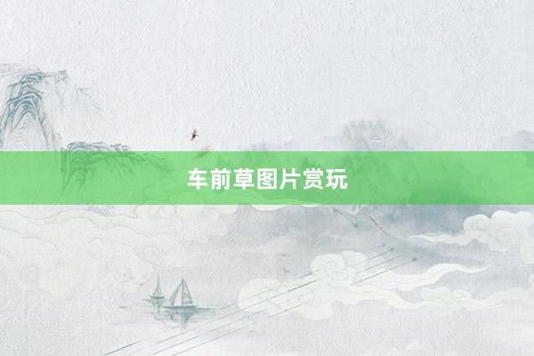车前草图片赏玩